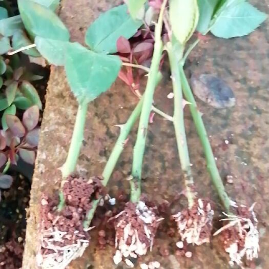 昆明黑玫瑰 黑魔术