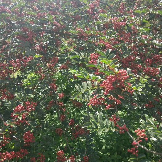 盐源县 花椒