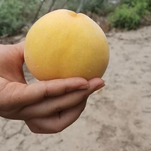 天津锦绣黄桃  黄桃