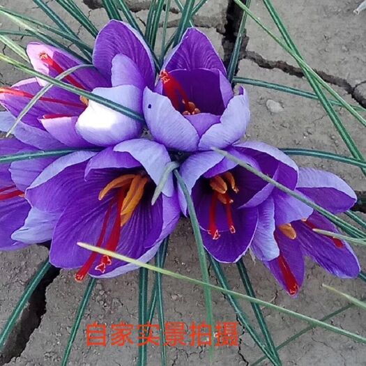 郸城县藏红花种球 保证发芽率达到98%以上