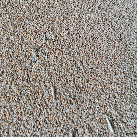 新乡县白麦  新麦26