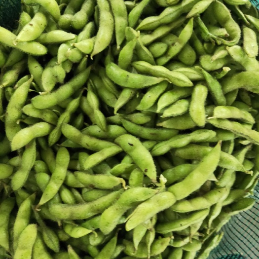 海盐县 大毛豆大量上市有需要的联系