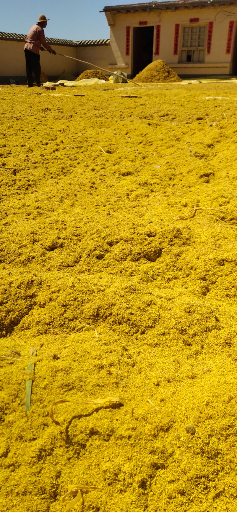  蒲黄 内蒙古天然蒲黄 正品保证 中药材 产地批发