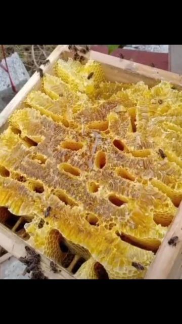 清镇市 天然土蜂蜜自产自销假一赔十，一百五十元一斤蜂巢蜜