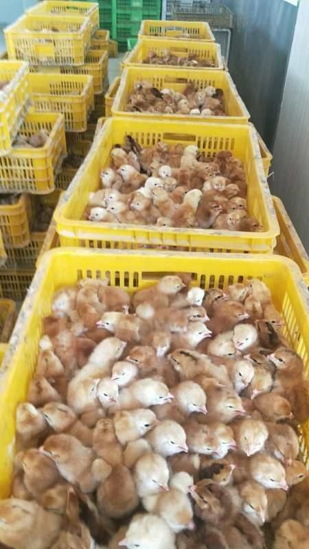 简阳市三黄鸡苗 九斤黄  三黄鸡   肉鸡