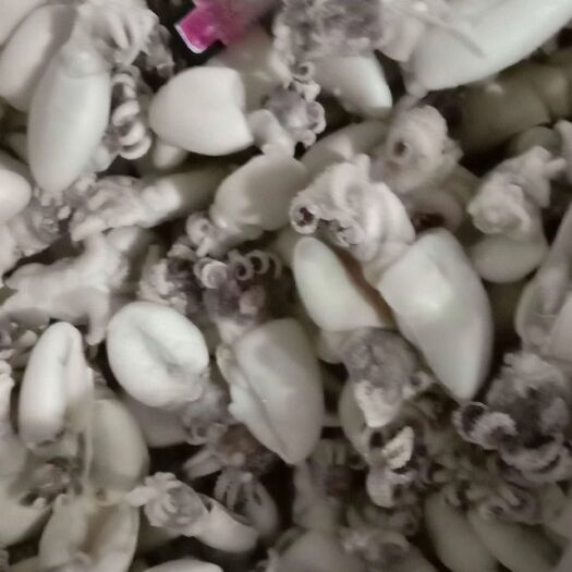 北海墨鱼仔统货