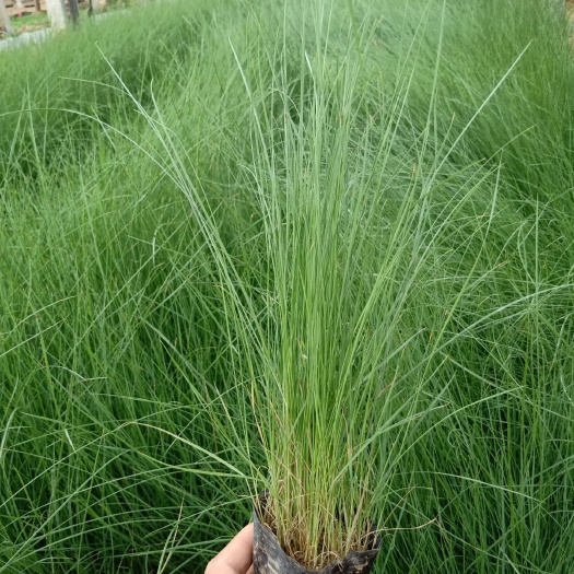  粉黛乱子草打造花海，基地直销，大量有货