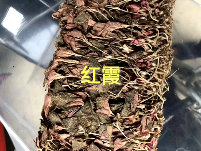 金线莲干品