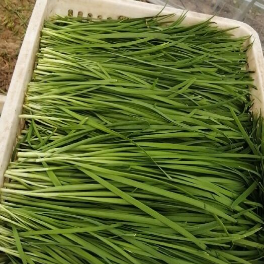 泰兴市大叶韭菜 头茬