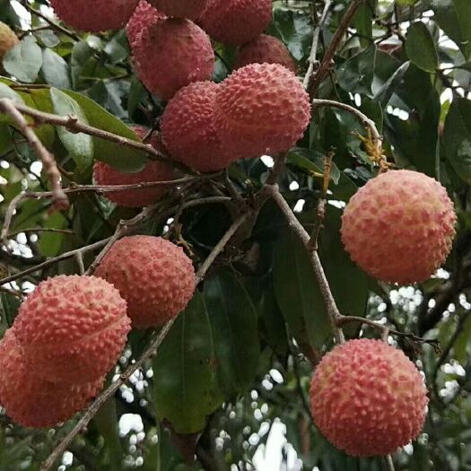 潮州桂味荔枝 桂味！桂味！新鲜采摘！肉厚核小！清甜可口！一斤5元