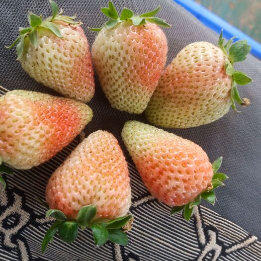 嵩明县蒙特瑞草莓 质量保证，坏果包赔，产地直销。