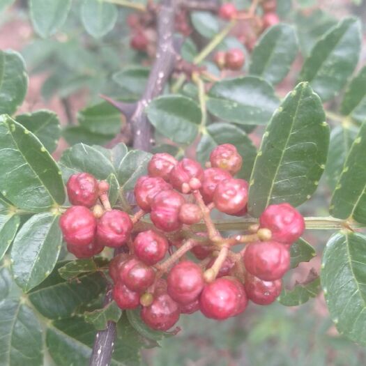 巍山县 新鲜花椒