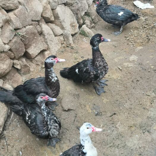 兴国县 家鸭出售