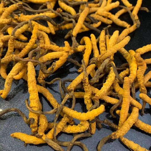 安溪县 一手货源全国包邮 大条虫草