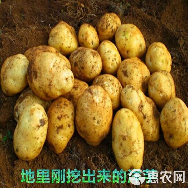 贵州毕节威宁扶持项目土豆推广，为家乡农产品事业助力