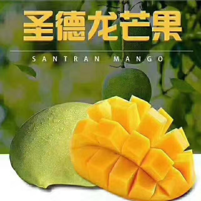 保山一件代发圣德龙芒果，套袋果质更稳定，外观更好看，耐运输