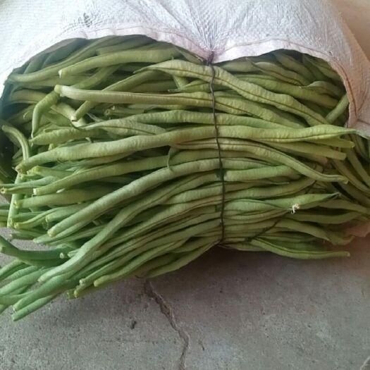 应县架豆王豆角 本基地绿无丝优品大量上市