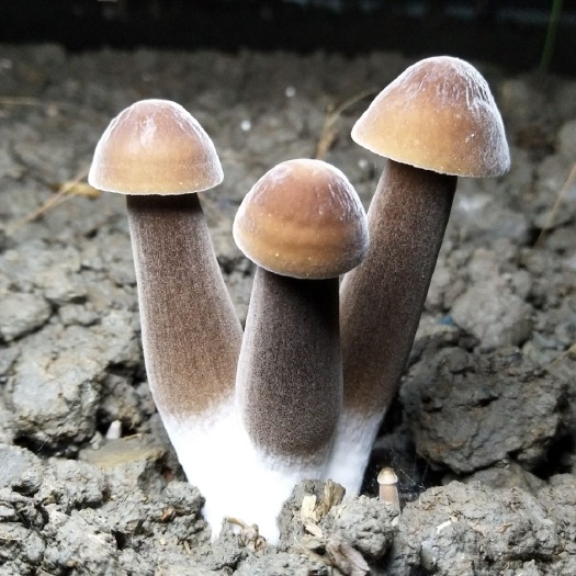 眉山黑皮鸡枞菌产地直销