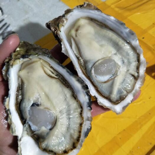 乳山市三倍体生蚝 刺身级，乳山三倍体。酒店直供