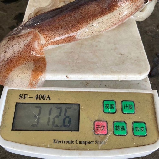 福州阿根廷鱿鱼200/300
