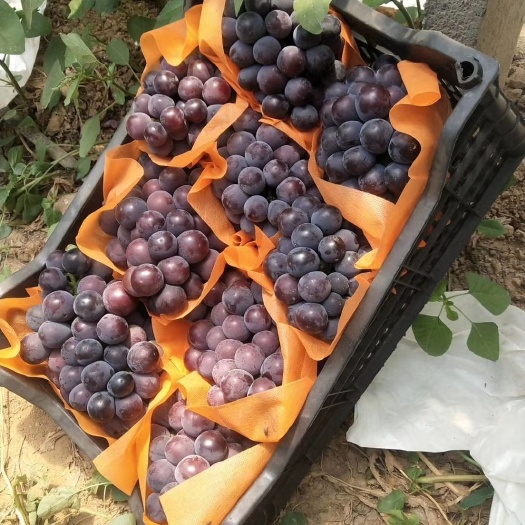 邯郸 ⭐⭐⭐精品乒乓球葡萄 大量上市 果色美观颗粒大