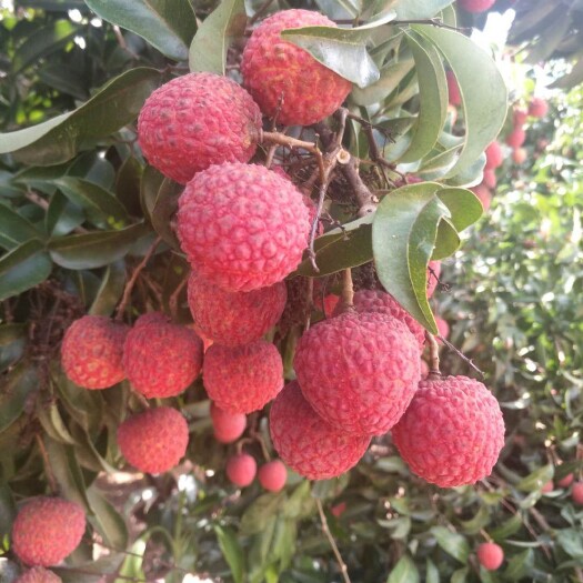 陆丰市白蜡荔枝 2cm