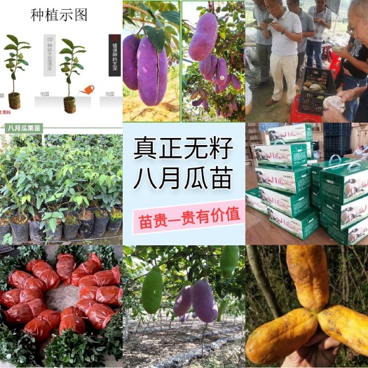 郑州九月黄金蕉苗 无籽九月瓜苗【送苗种植挂果回收】无籽八月瓜苗