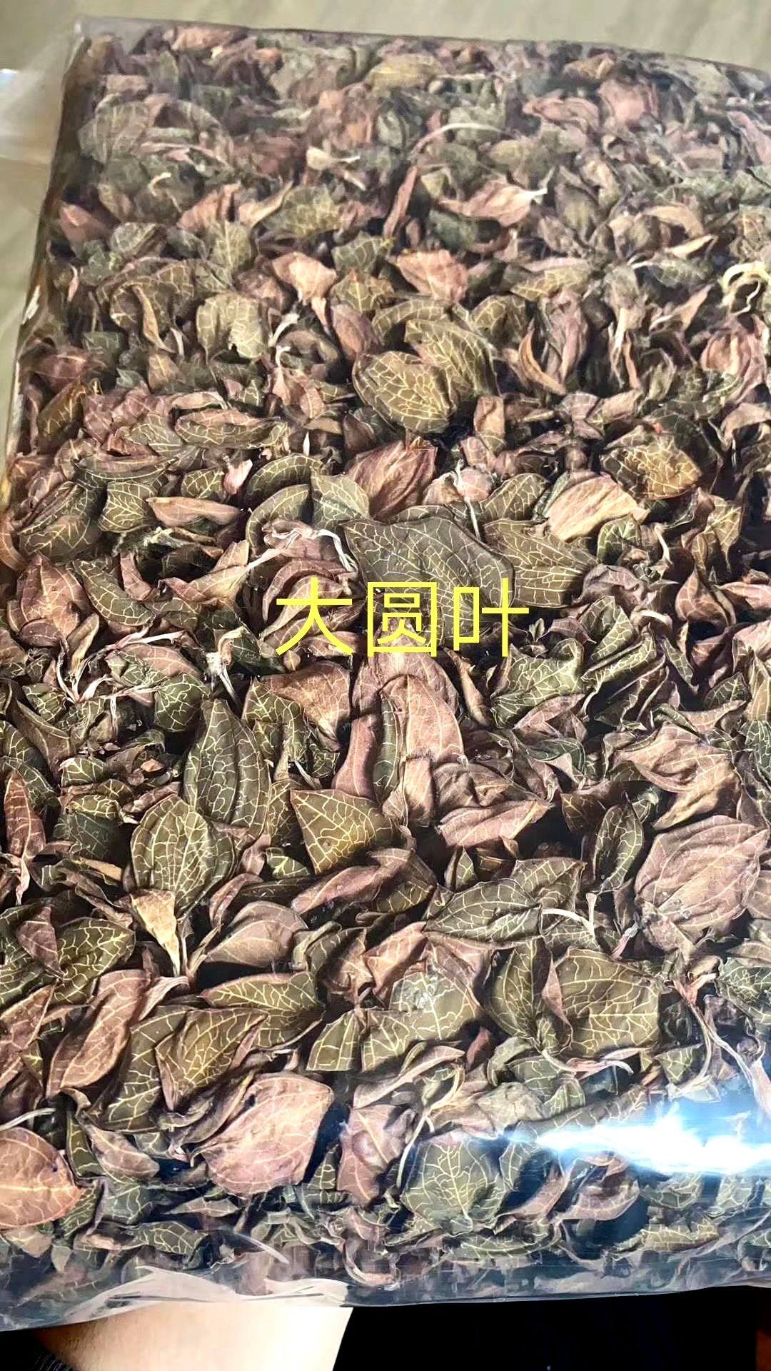 金线莲干品