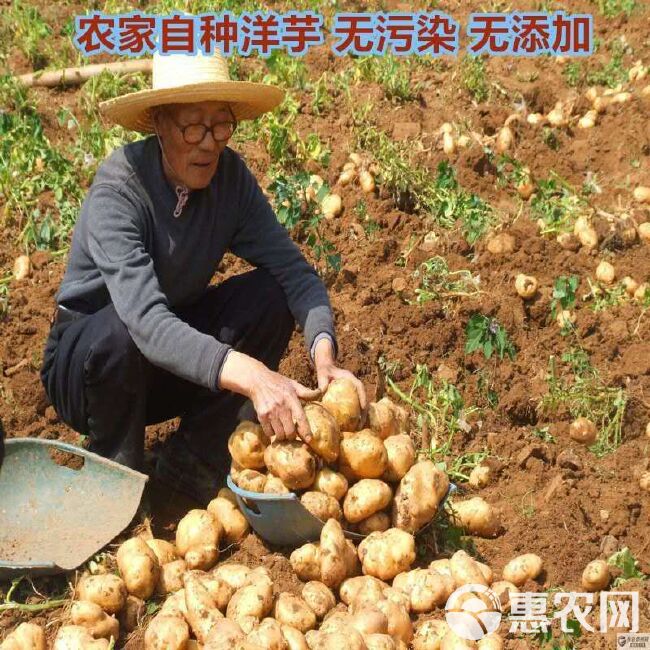 贵州毕节威宁扶持项目土豆推广，为家乡农产品事业助力
