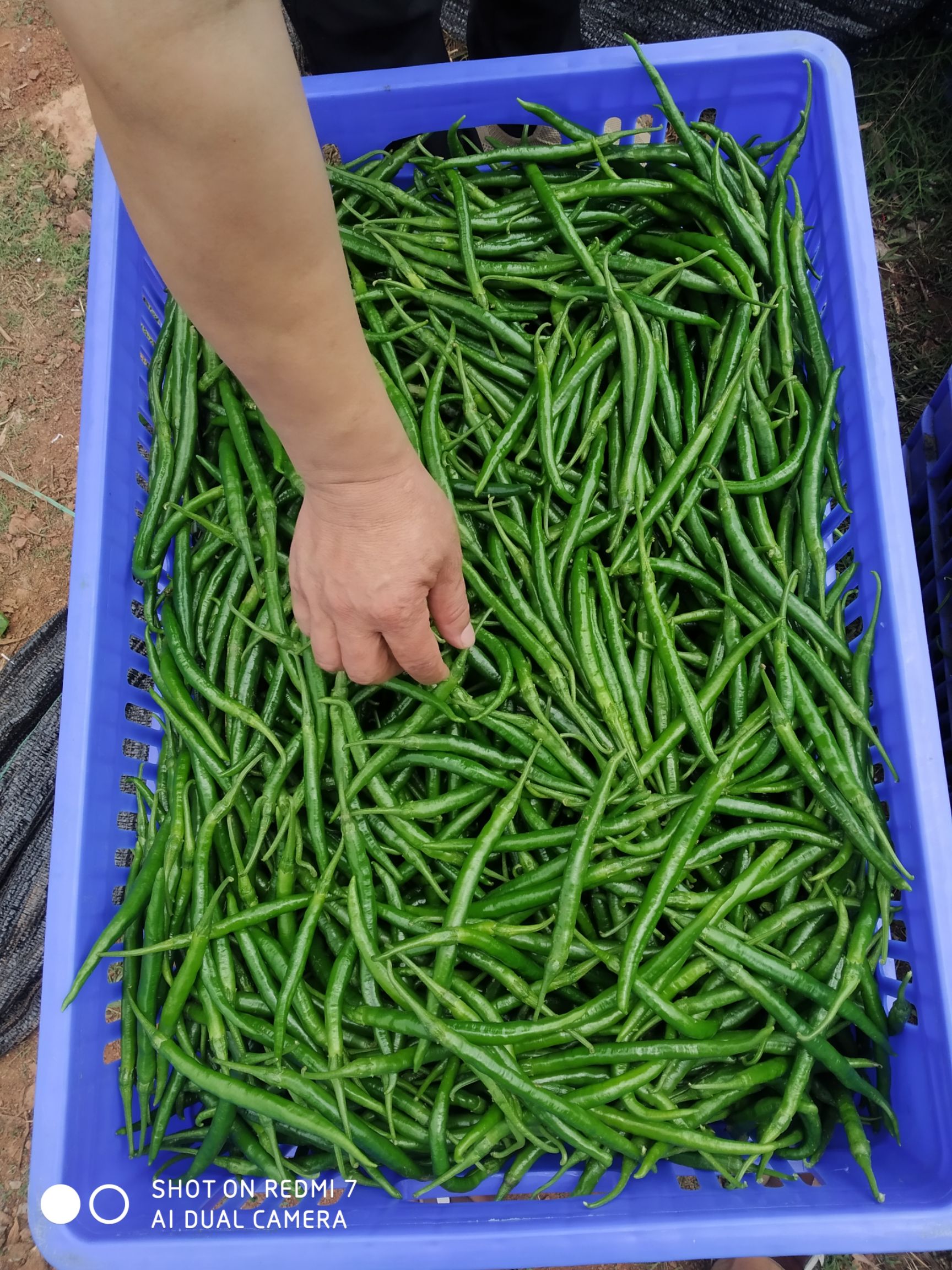 二荆条辣椒 二荆条批发，线椒批发