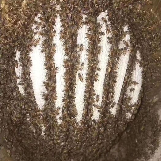 景东县野生蜂蜜 云南纯生态苦蜜