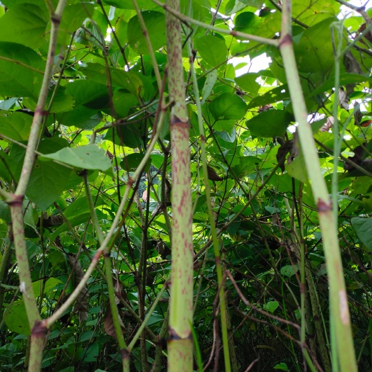 虎杖苗  虎杖种苗