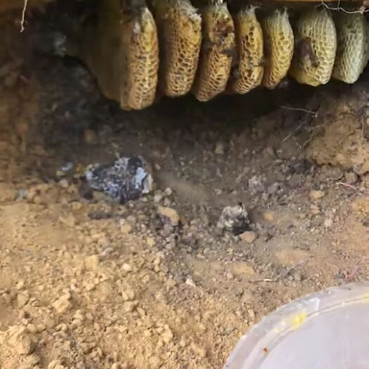 麻栗坡县 高品质蜂蜜