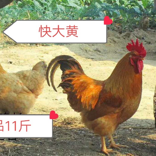 昆明云南快大黄鸡苗，三黄鸡苗，品质优良，孵化场直供，包打疫苗