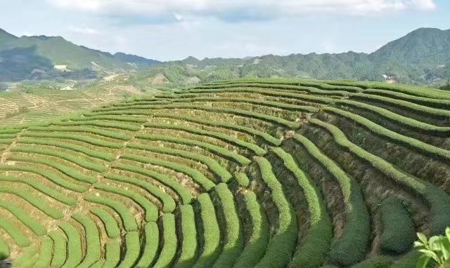 白芽奇兰 高山茶