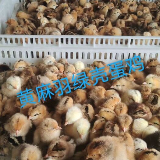 简阳市麻羽高产绿壳蛋鸡苗 黄麻羽绿壳蛋鸡