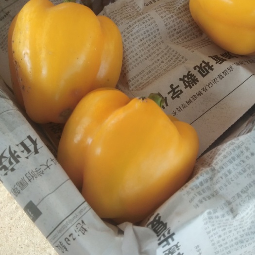 廉江市 五彩椒