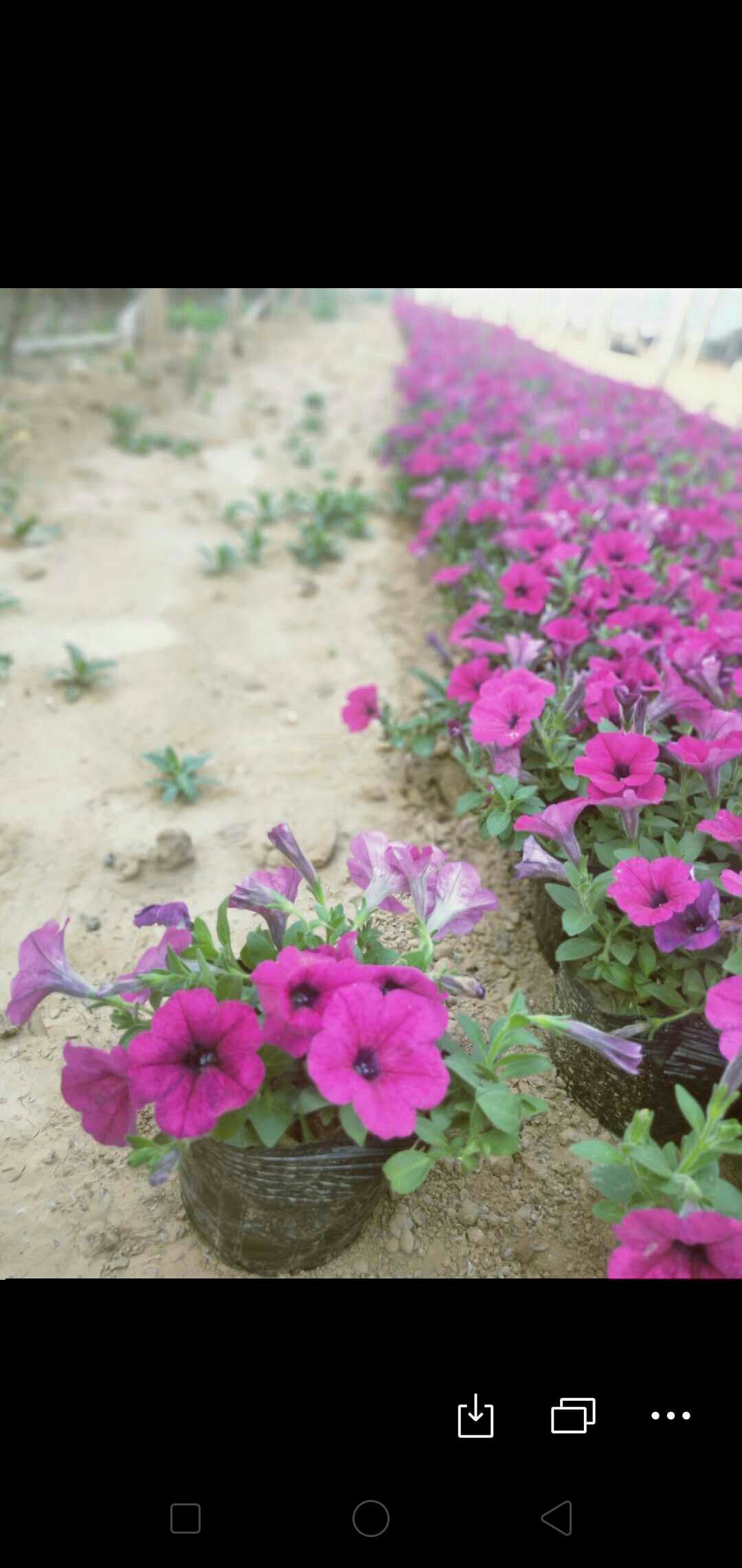 矮牵牛 矮牵牛批发 基地直供矮牵牛