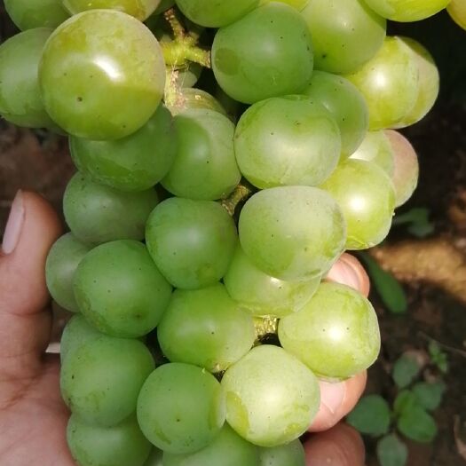 邯郸 8611无核葡萄，适合走市场加工厂，做罐头用