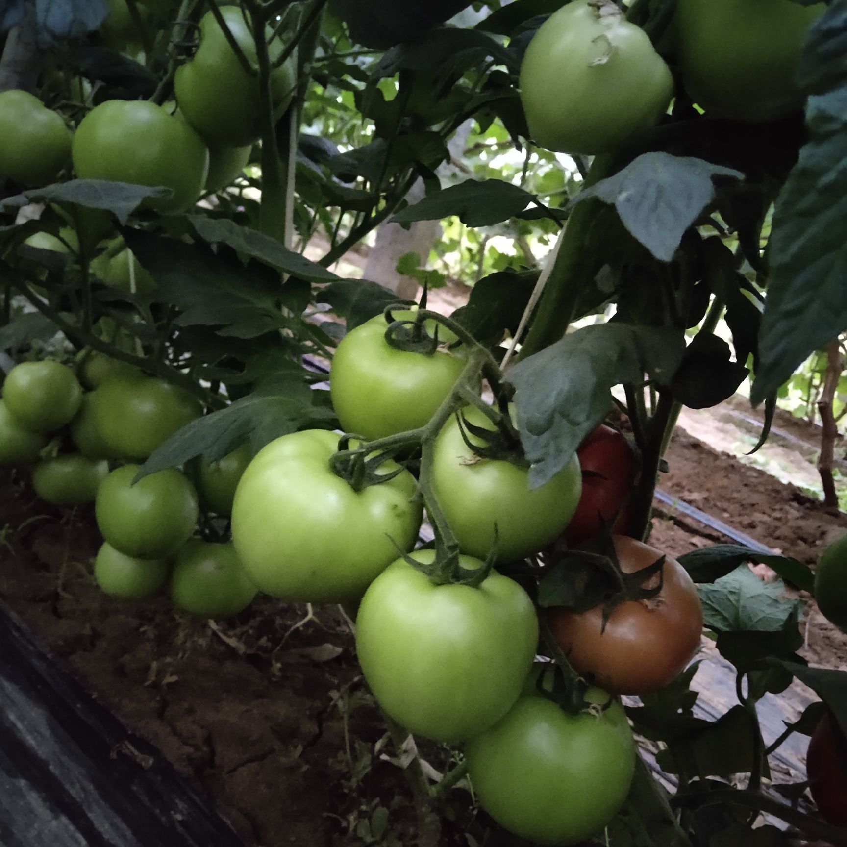 粉果番茄  西红柿种子《凯德夏丽》