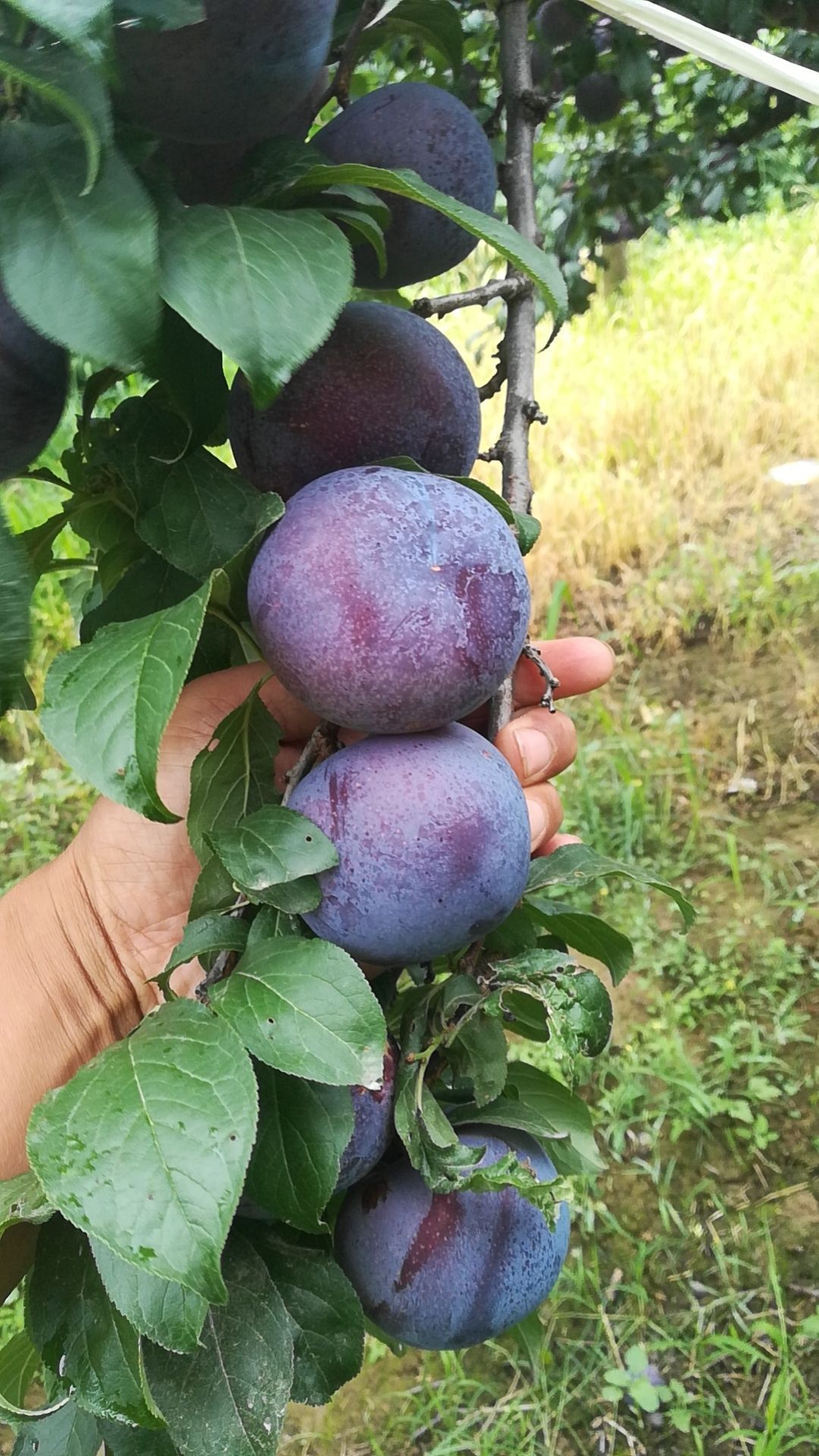  黑布林