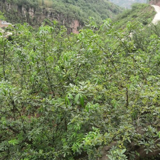 彝良县 昭通青花椒   质量杠杠的