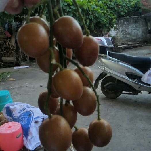 灵山县黑黄皮果 农家肥种植，甜而健康