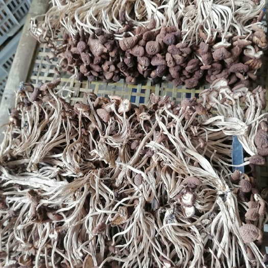 肥东县 烘干五号茶树菇