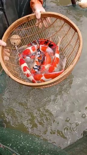 镇平县 鱼场直供金鱼锦鲤