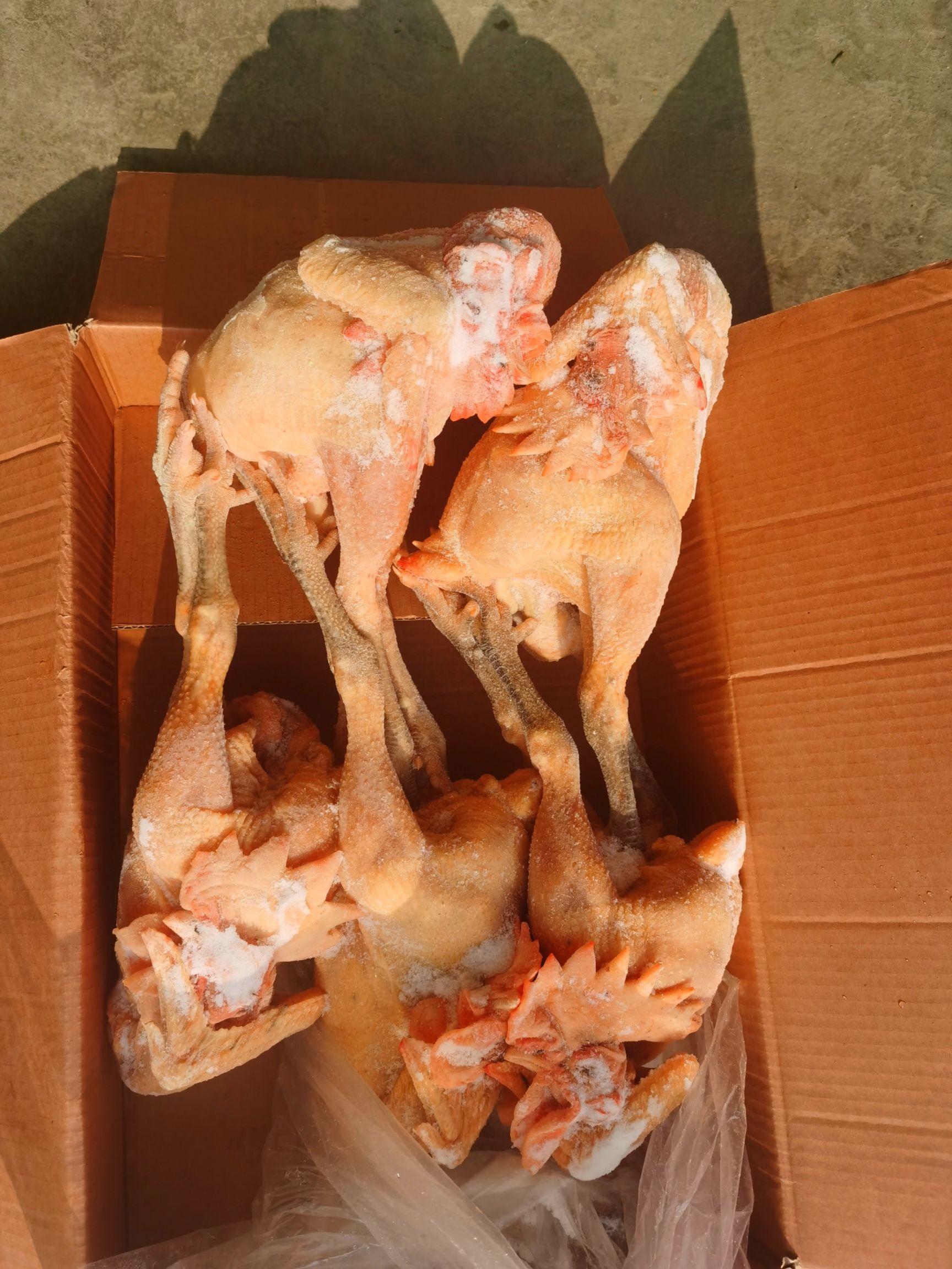 鸡肉  土鸡   散养笨公鸡
