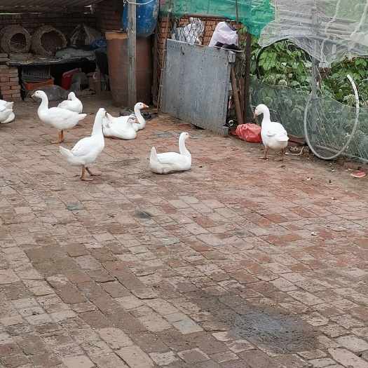 哈尔滨 东北大鹅，自然河散养