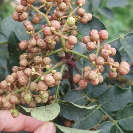 成都青花椒 特级 鲜花椒