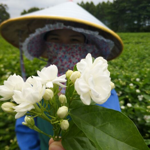 横州市 横县重瓣茉莉花苗绿化阳台庭院