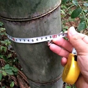 澧县 湖南常德毛竹